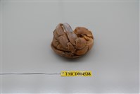 藏品(短腕陸寄居蟹)的圖片